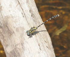 Image of Hemigomphus heteroclytus Selys 1854