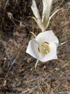 Image of Nez Perce mariposa lily