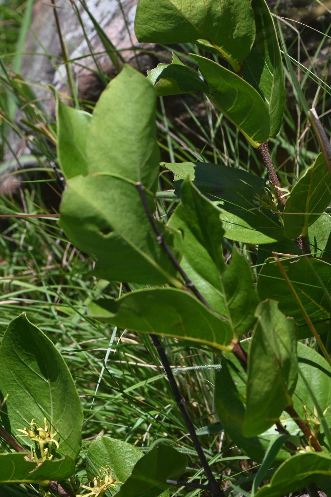 Plancia ëd Vangueria venosa (Hochst.) Sond.