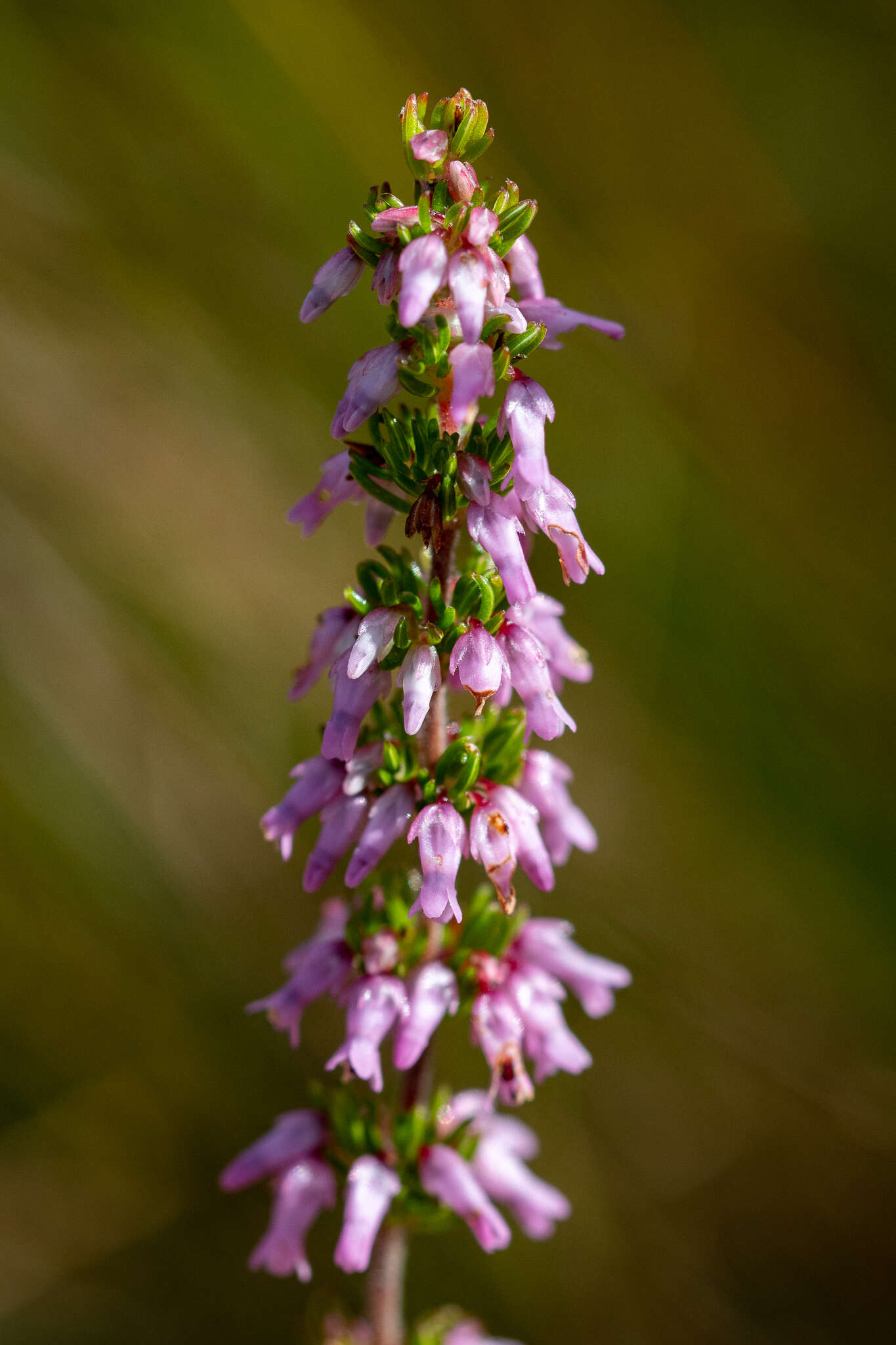 Image of Erica intervallaris var. intervallaris