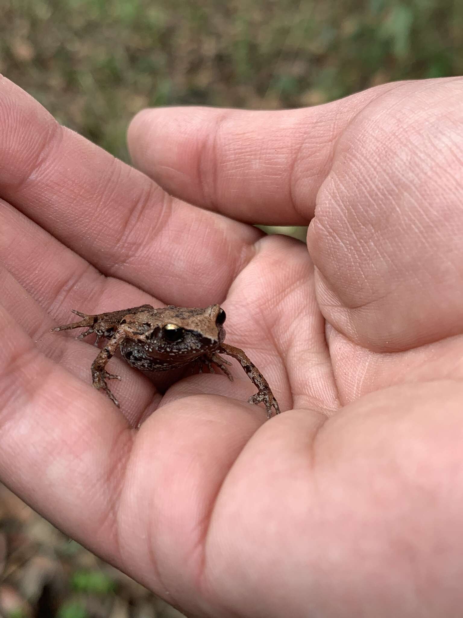 صورة Eleutherodactylus angustidigitorum (Taylor 1940)