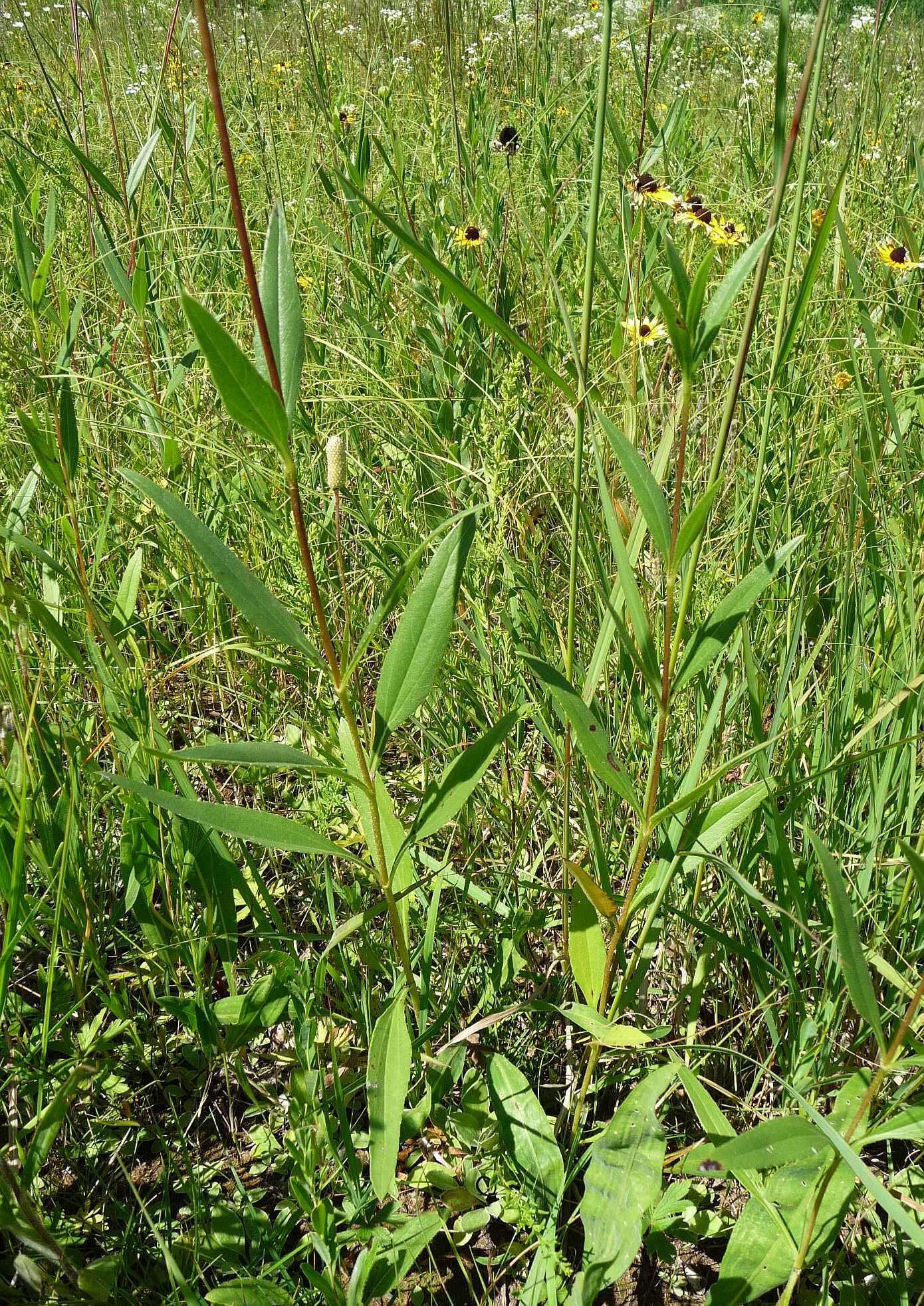 Image of stiff sunflower