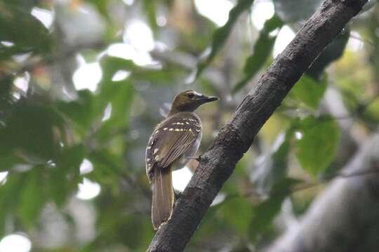 Nicator chloris (Valenciennes 1826)的圖片