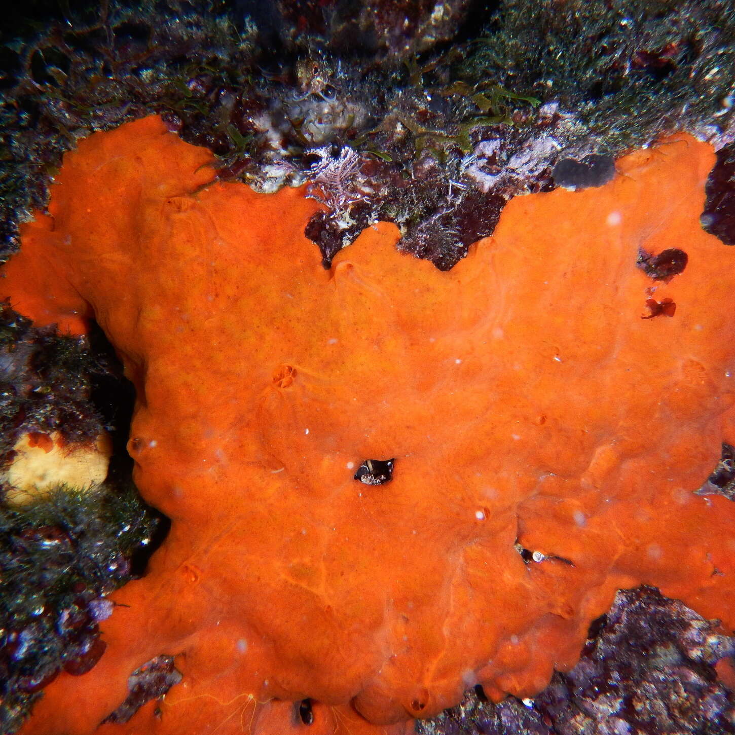 Image of bumping encrusting sponge