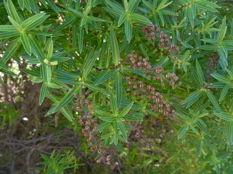 Image of Veronica strictissima (Kirk) Garn.-Jones