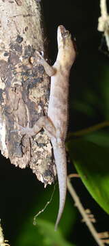 Image of Pacific Slender-toed Gecko