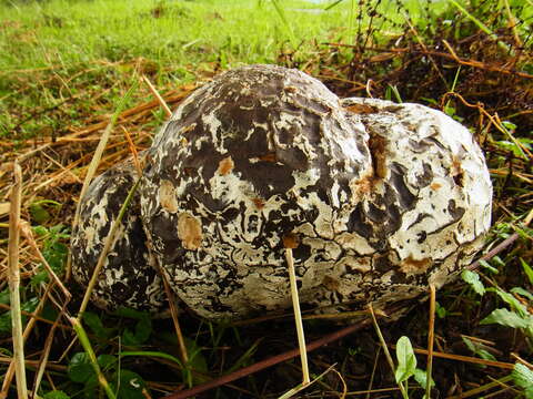 Image of Calvatia nipponica Kawam. ex Kasuya & Katum. 2008