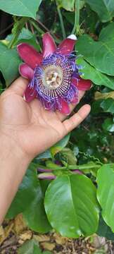 Imagem de Passiflora quadrangularis L.