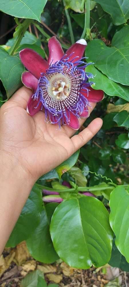 Plancia ëd Passiflora quadrangularis L.