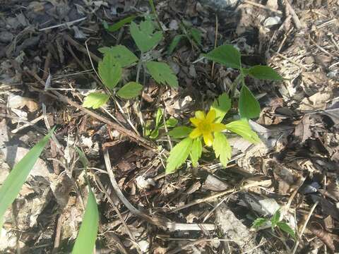 Ranunculus hispidus Michx.的圖片