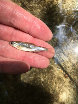 Image of Sand Shiner