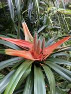 Image de Freycinetia arborea Gaudich.