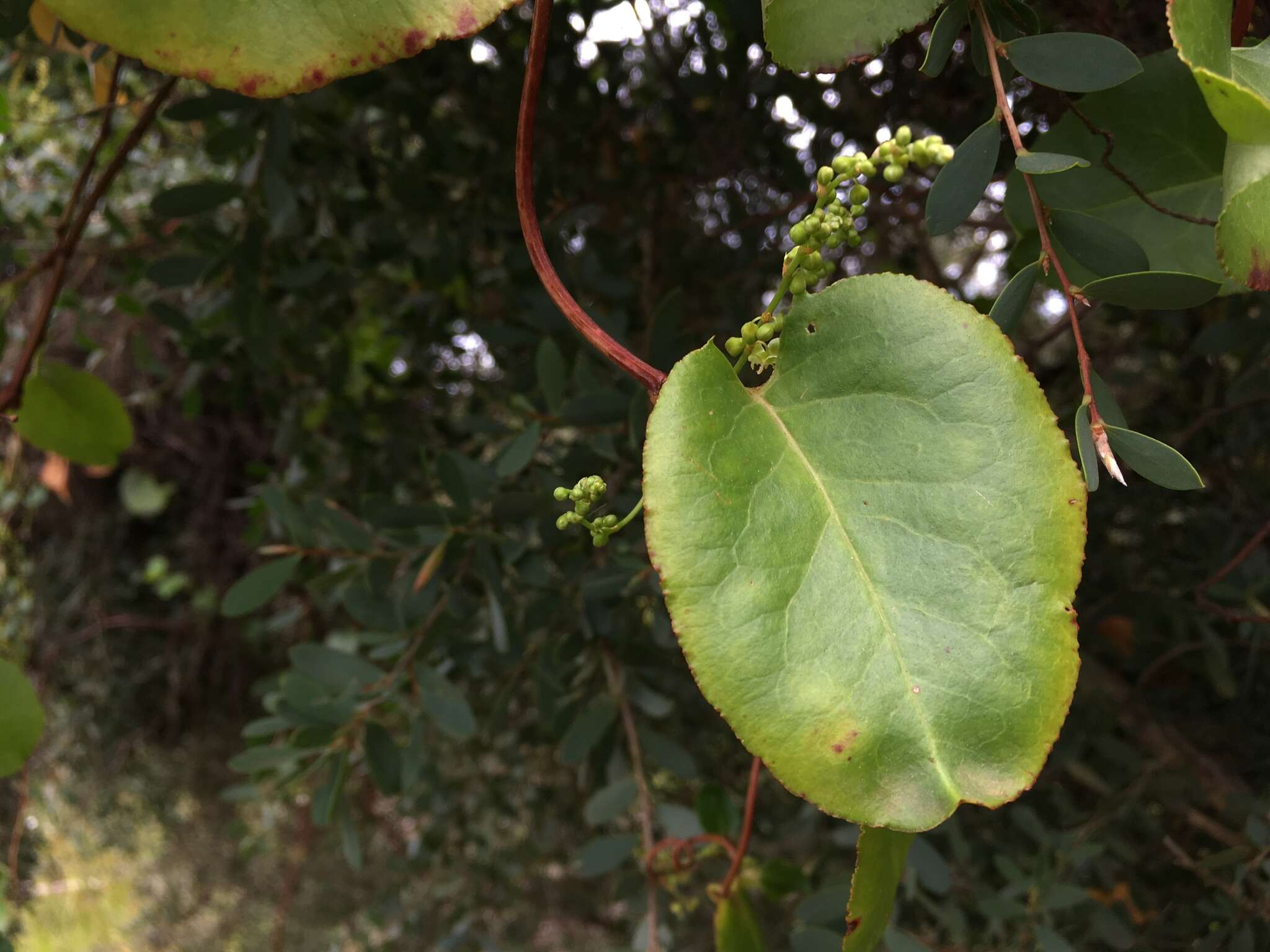 Image of Muehlenbeckia adpressa (Labill.) Meisn.