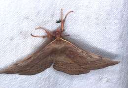 Anthela repleta (Walker 1855)的圖片