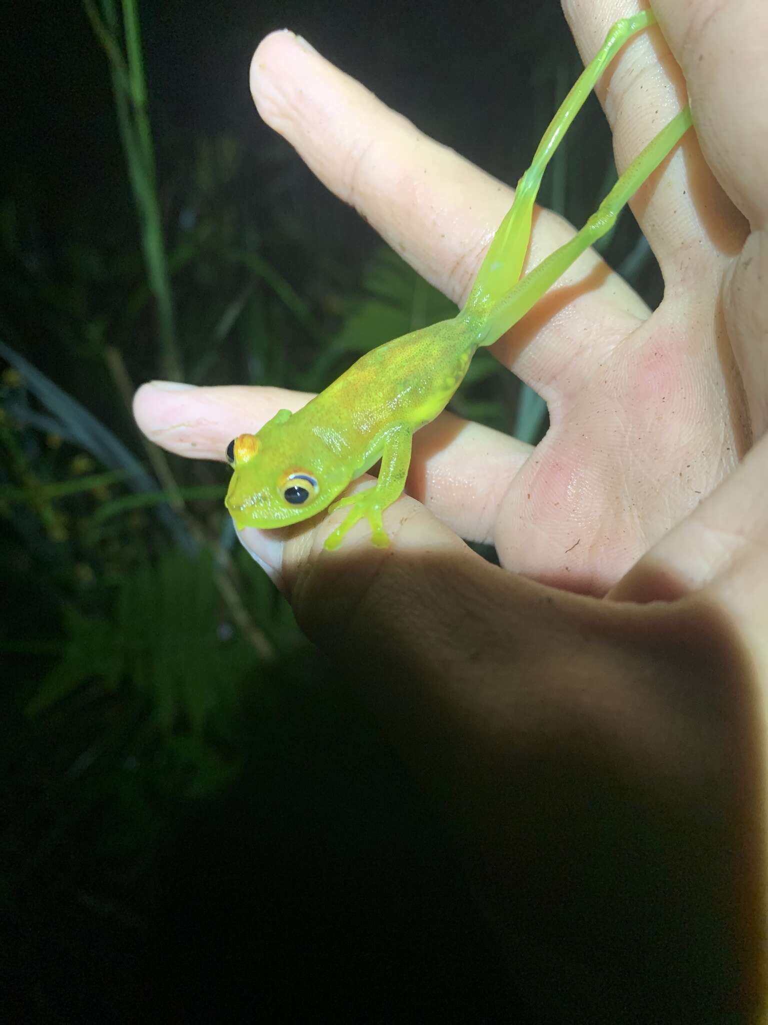 Imagem de Boana cinerascens (Spix 1824)