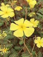 Image of Tribulus pentandrus var. pterophorus (Presl) P. Singh & V. Singh