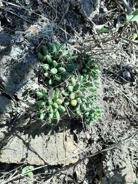 Image of Green-fruit Nipple Cactus