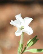 Image of Nicotiana gascoynica