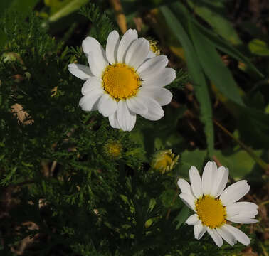 Image de Anthemis pseudocotula Boiss.