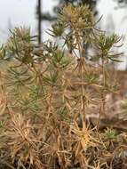 Image of Nuttall's linanthus