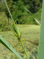 Image of Black-legged Meadow Katydid