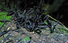 Image of Xylaria arbuscula Sacc. 1878