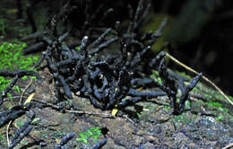 Xylaria arbuscula Sacc. 1878 resmi