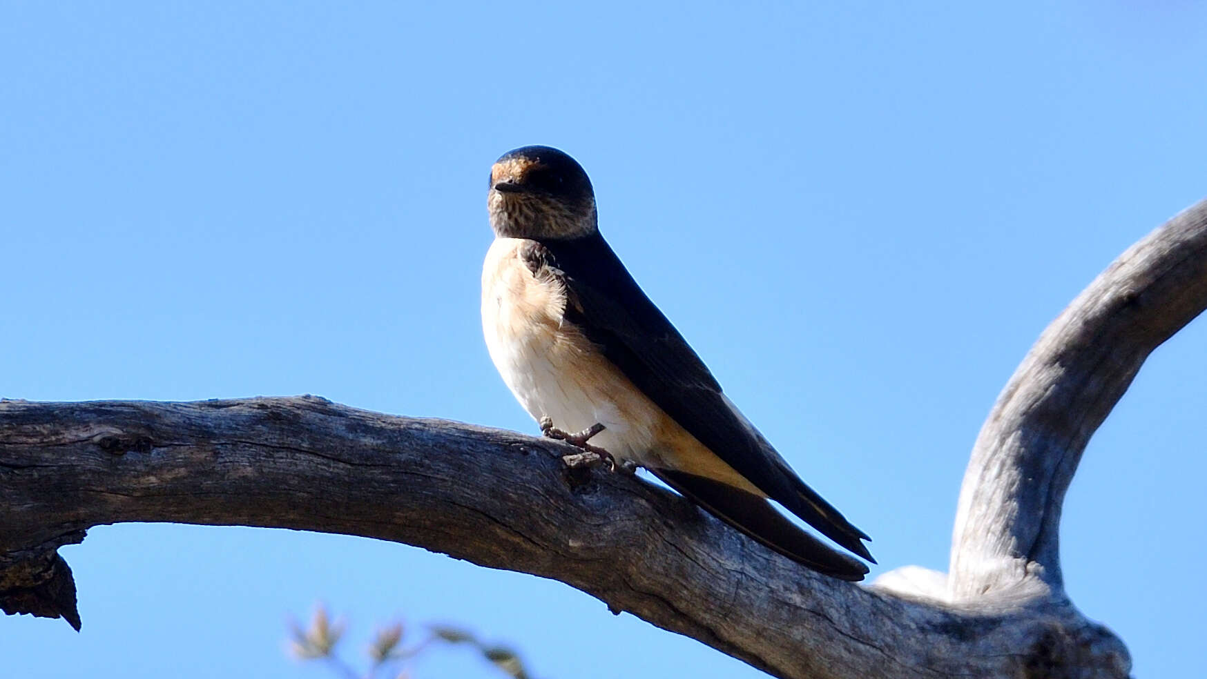 Petrochelidon nigricans (Vieillot 1817) resmi