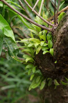 Imagem de Pyrrosia lanceolata (L.) Farw.