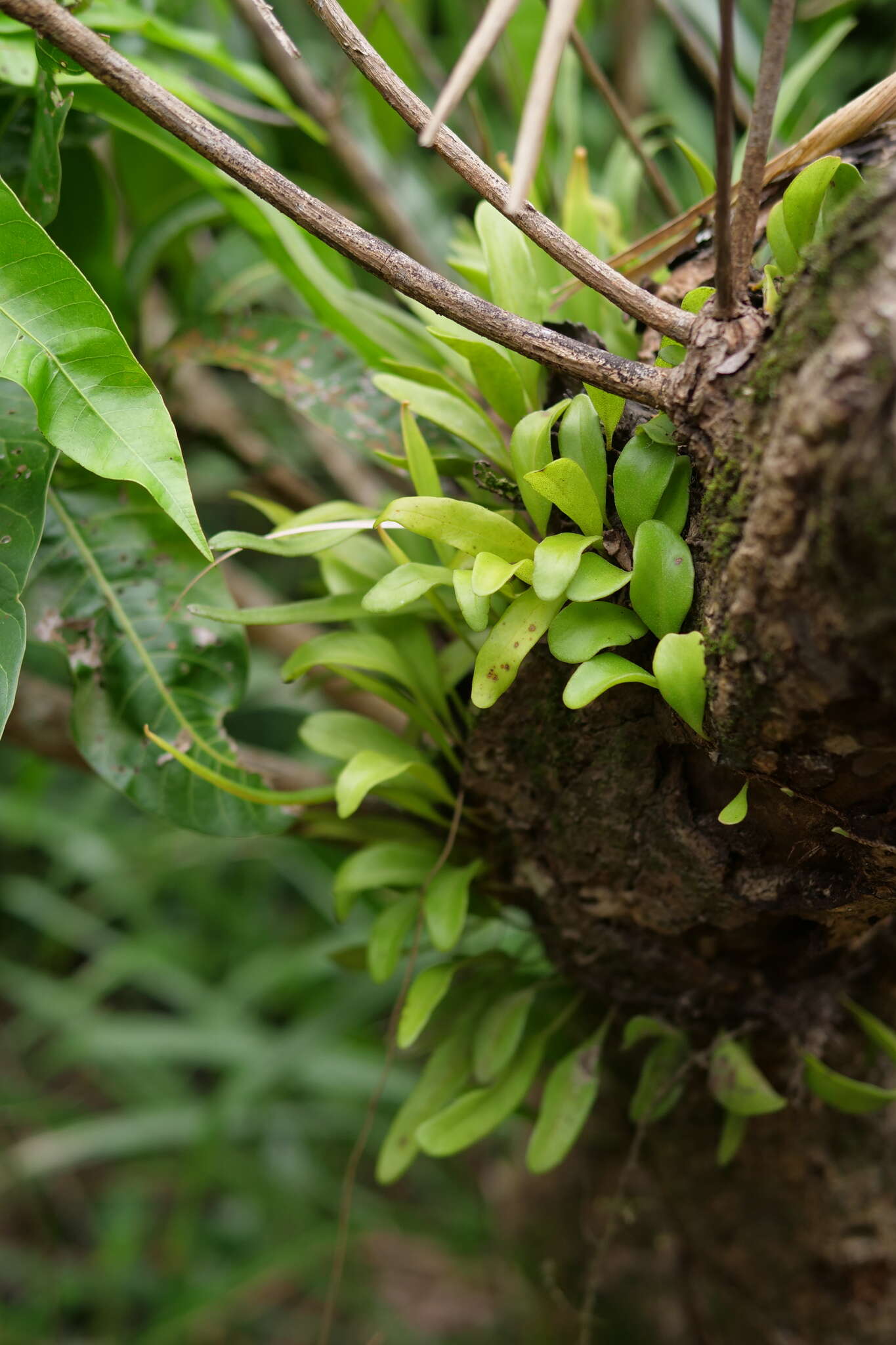 Image of lanceleaf tongue fern