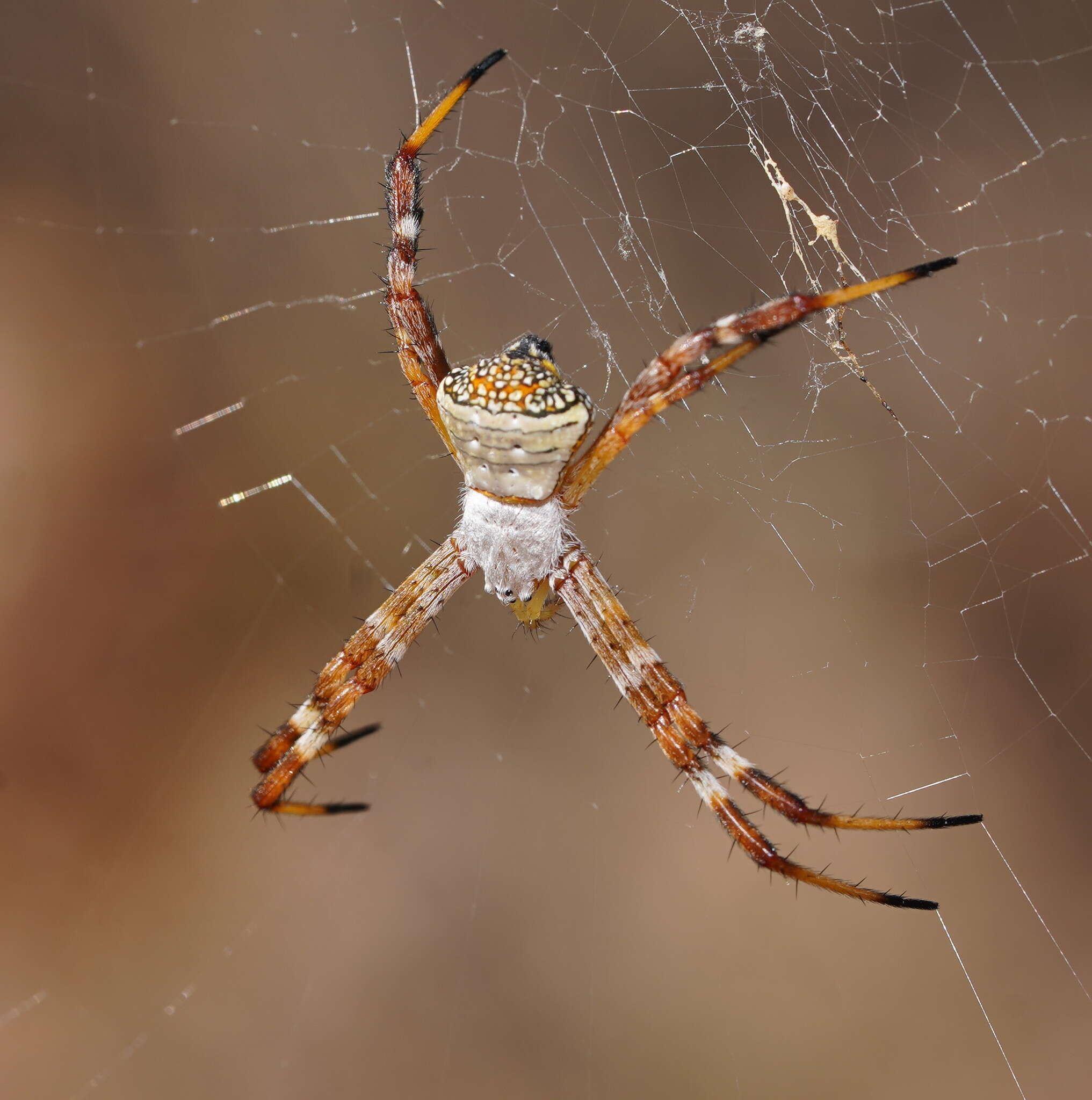 Image of Argiope kochi Levi 1983