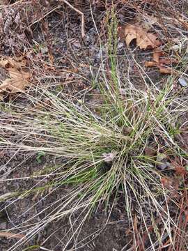 Image of mountain ricegrass