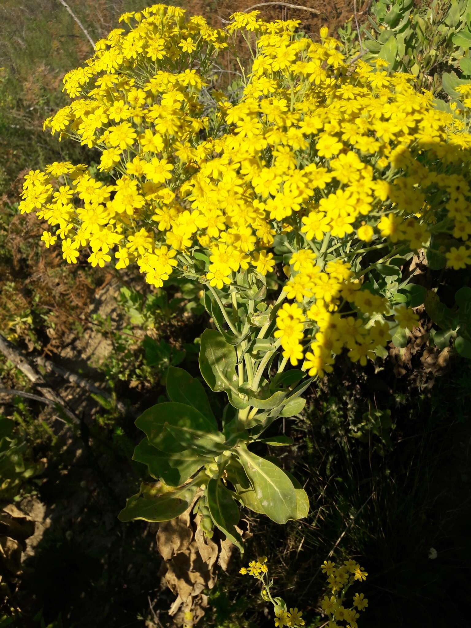 Image of Othonna parviflora L.