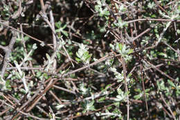 Image of Olearia bullata H. D. Wilson & P. J. Garnock-Jones