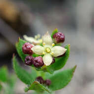 Image of Galium nankotaizanum Ohwi