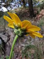 Sivun Aldama angustifolia (Hook. & Arn.) E. E. Schill. & Panero kuva