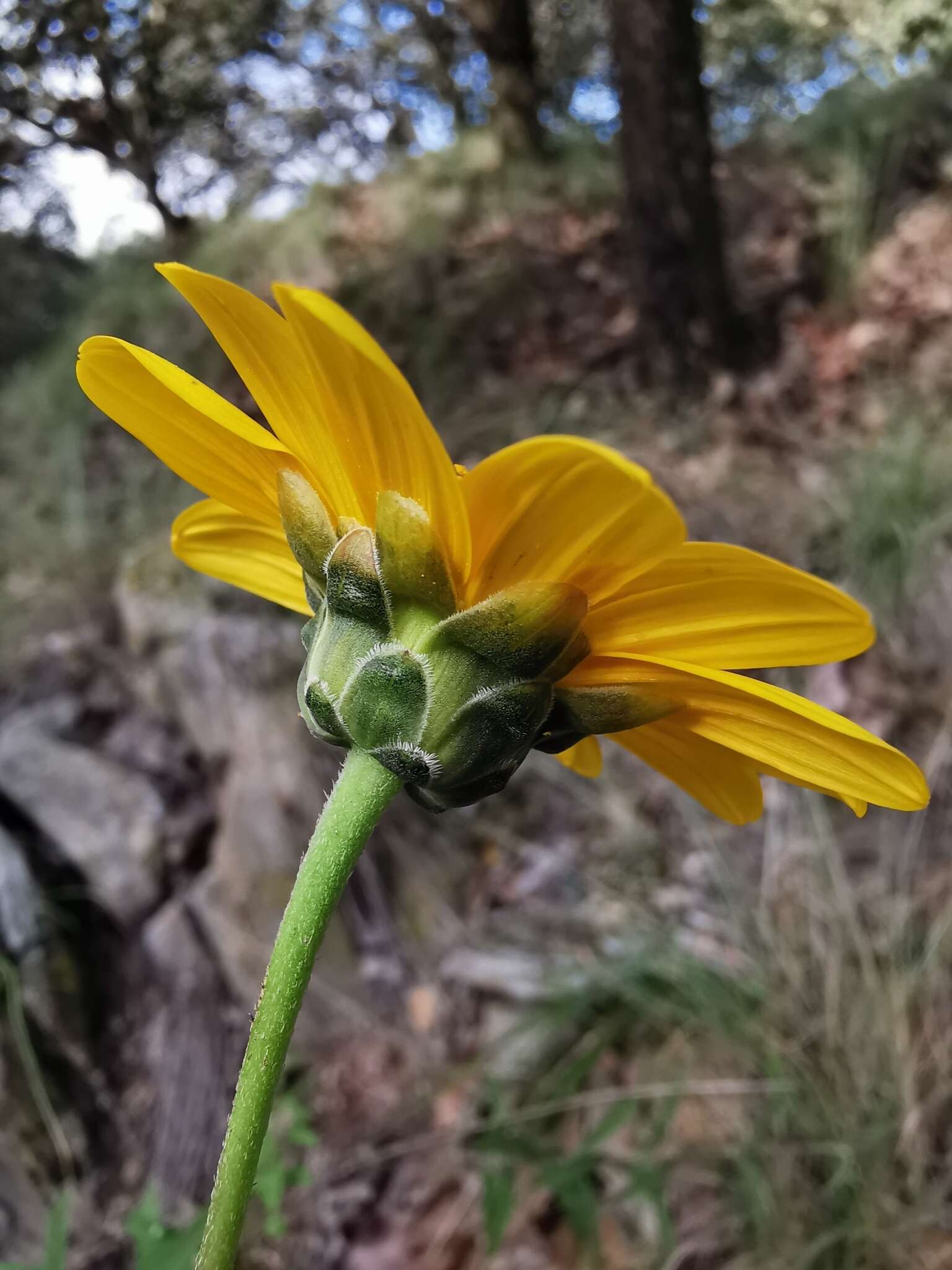 Sivun Aldama angustifolia (Hook. & Arn.) E. E. Schill. & Panero kuva