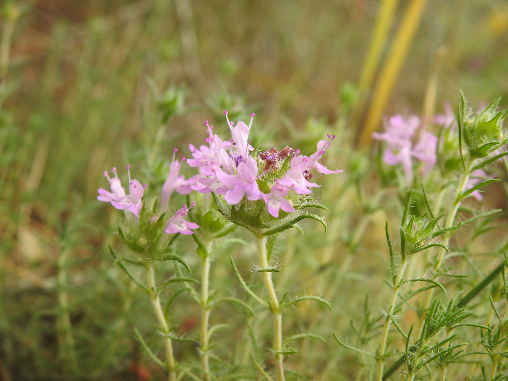 Image of Thymus villosus L.