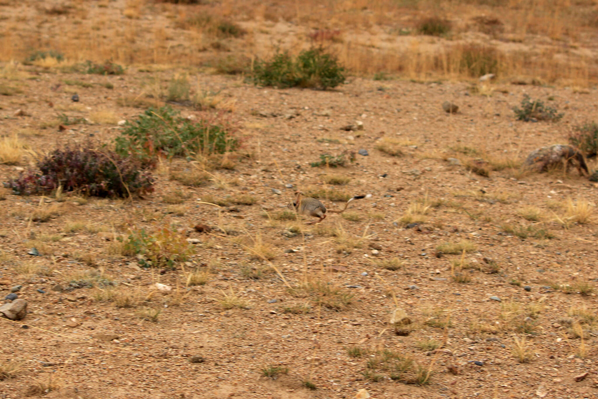 Image of Mongolian Five-toed Jerboa