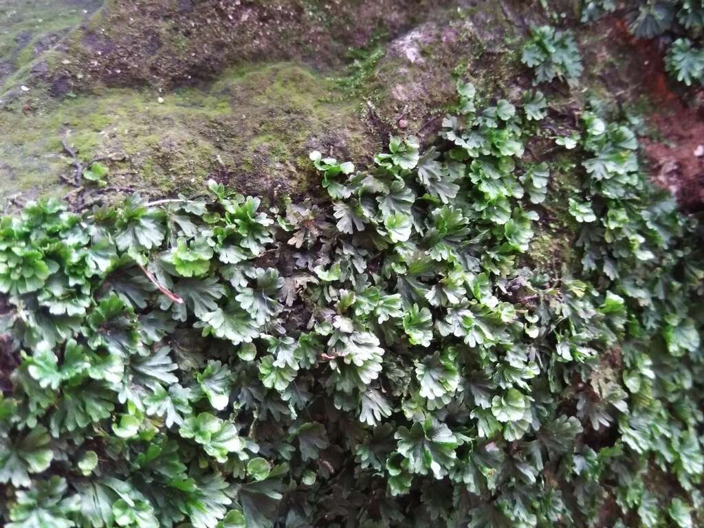 Image of tiny bristle fern