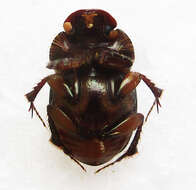 Imagem de Euonthophagus flavimargo (Orbigny 1902)