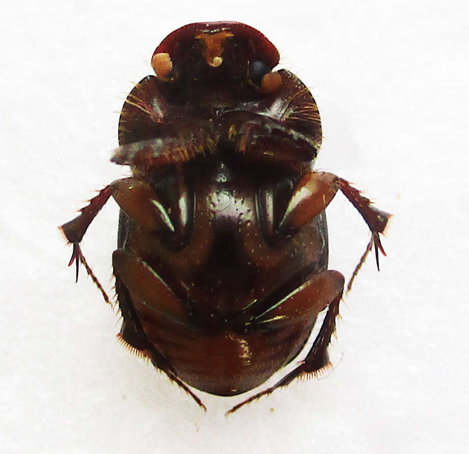 Слика од Euonthophagus flavimargo (Orbigny 1902)