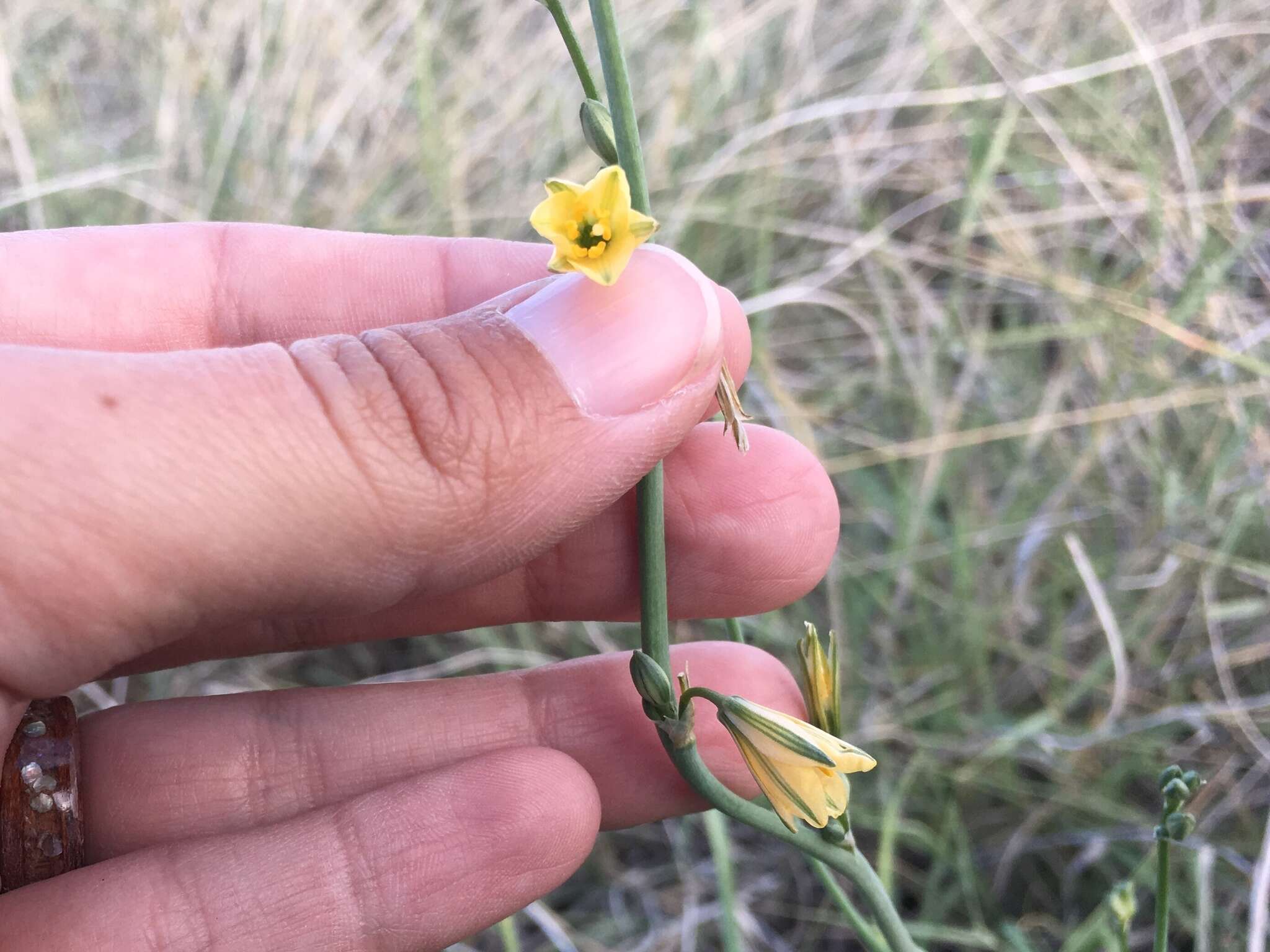 Sivun Echeandia flavescens (Schult. & Schult. fil.) Cruden kuva