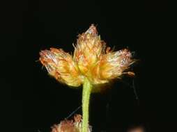 Imagem de Scirpus lushanensis Ohwi