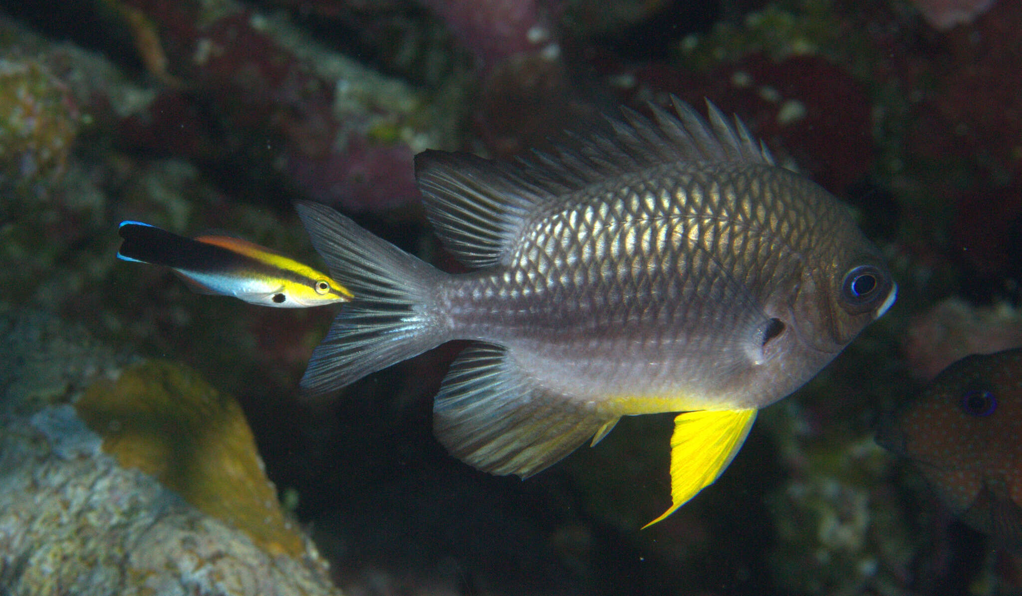 Image of White-belly damsel