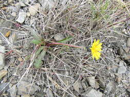 Image of northern dandelion