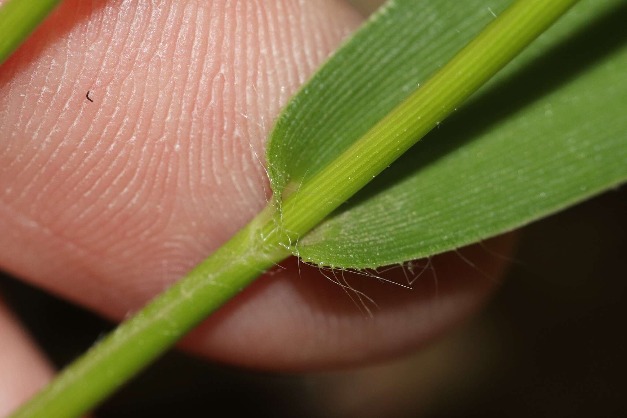 Imagem de Panicum boreale Nash