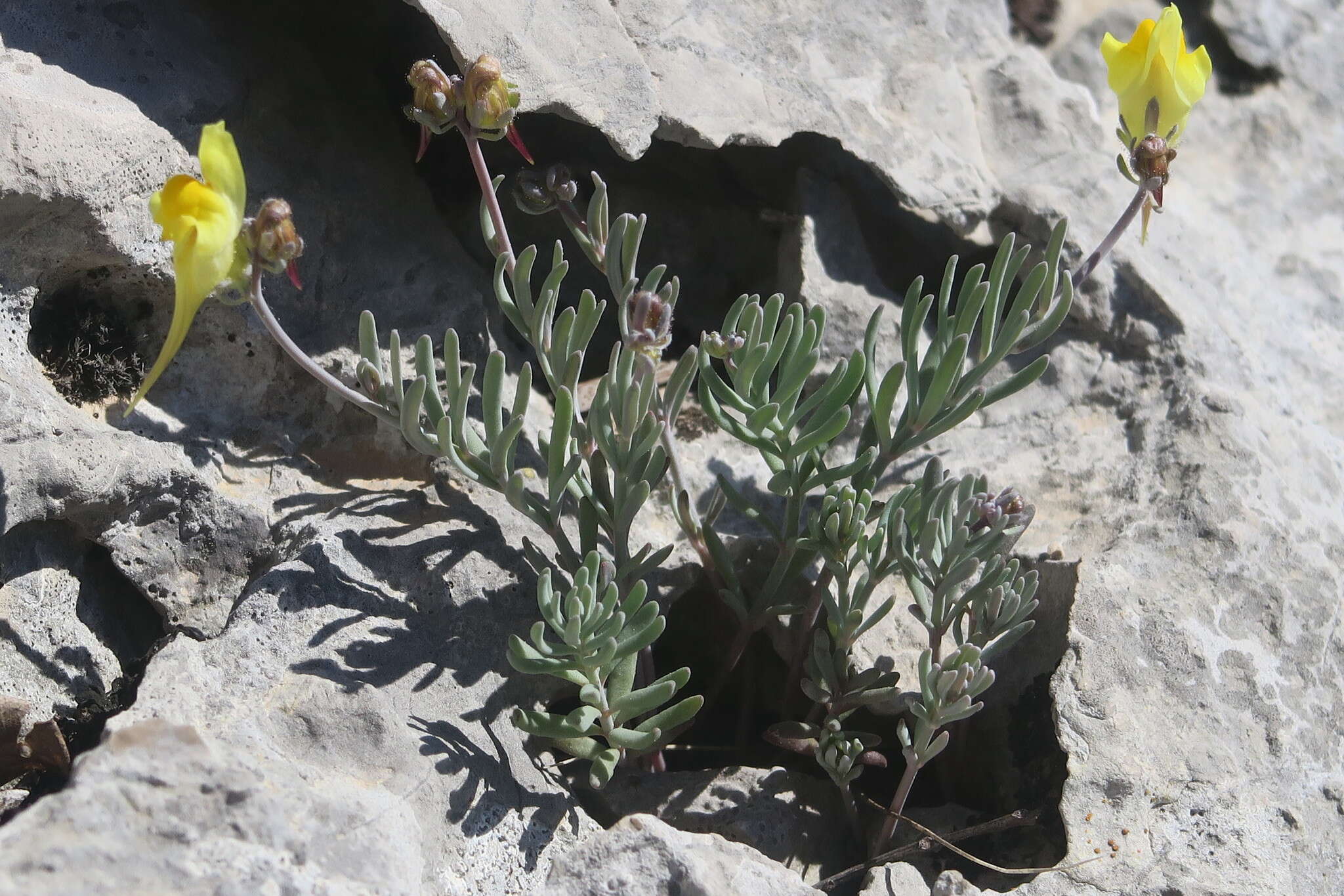 صورة Linaria supina (L.) Chaz.