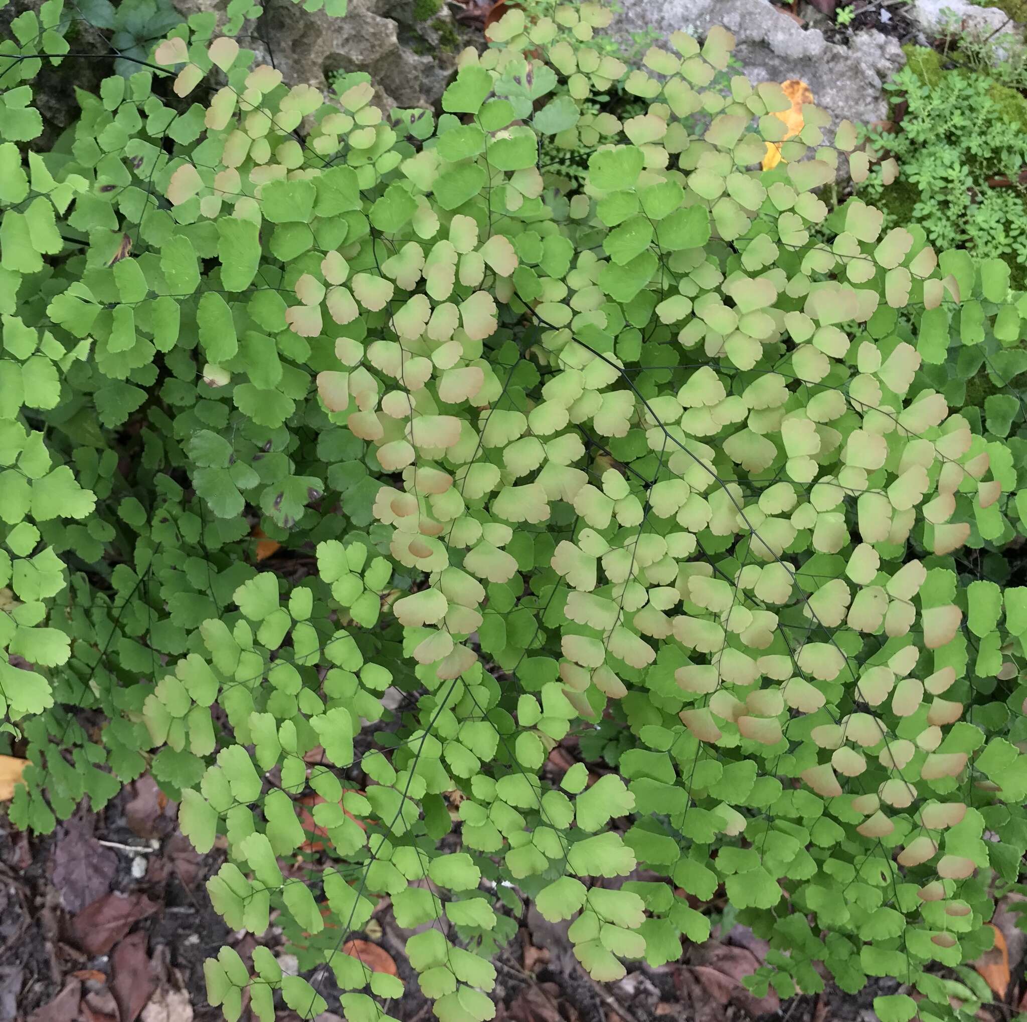 Image of fan maidenhair