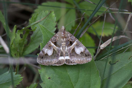 Image of <i>Drasteria grandirena</i>